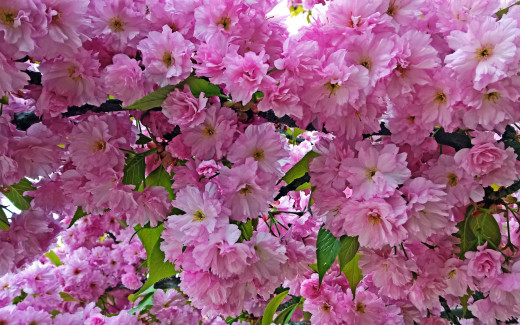 1182526 (a): :2880x1800